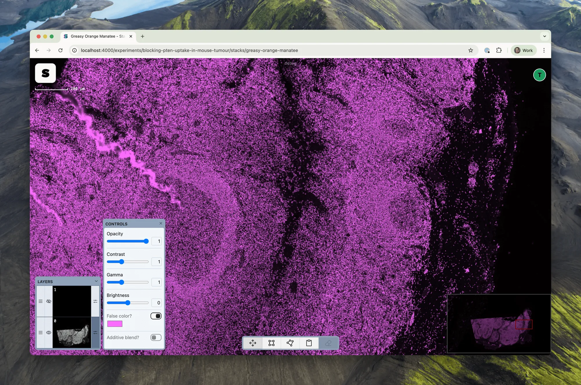 The DAPI layer with false colour applied
